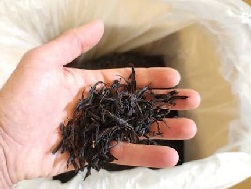 جایگاه چای لاهیجان در فرهنگ و پذیرایی ایرانی