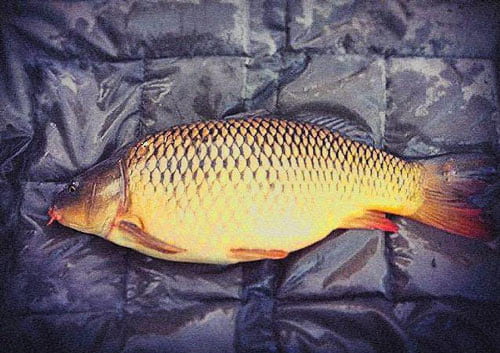 ماهی کپور جنوب تازه قابل تامین برای سفارش حجمی