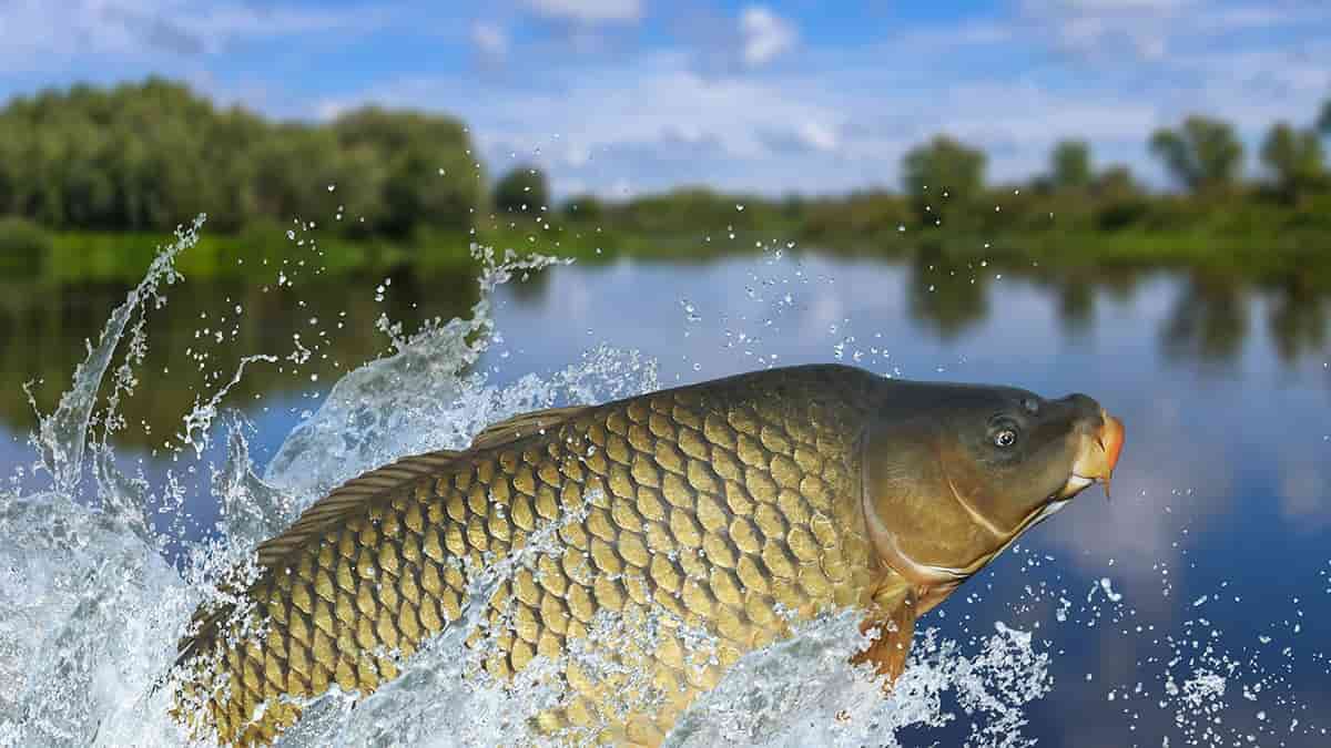 ماهی کپور پرورش با وزن های مختلف برای مراکز غذایی
