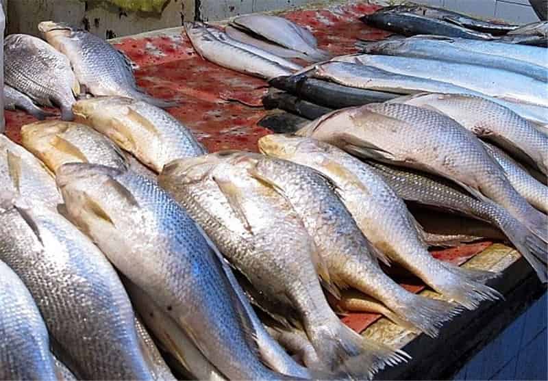 ماهی کپور زابل با شرایط مطلوب حمل و نگهداری