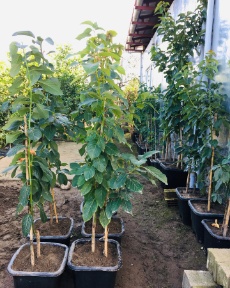 نهال آووکادو گرمسیری و اهمیت انتخاب مناسب برای باغ