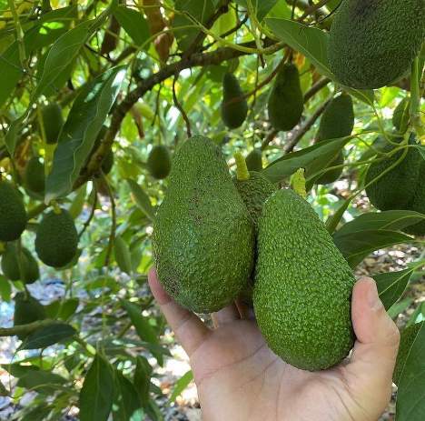 نهال آووکادو گرمسیری و اهمیت انتخاب مناسب برای باغ 3
