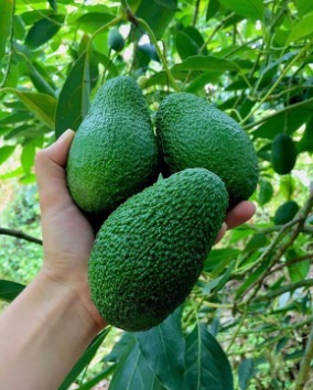 آشنایی با مسیر برداشت تا عرضه آووکادو ایرانی 5