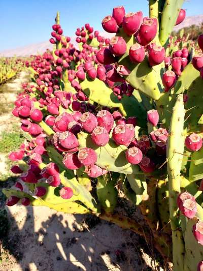 فروش عمده میوه کاکتوس ایرانی تازه درجه یک 5