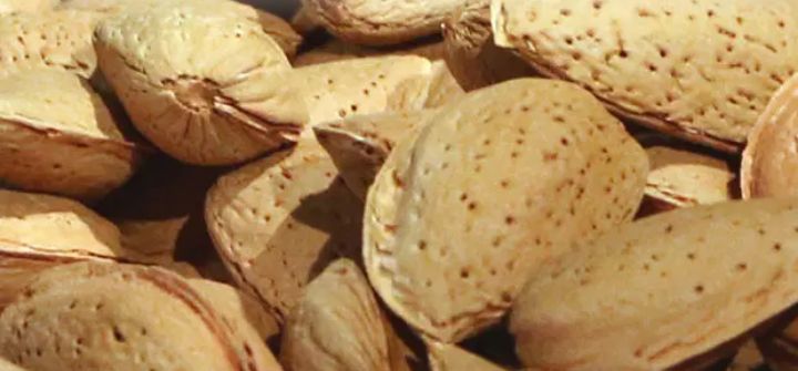 بادام سنگی مرغوب خرید به صرفه 2