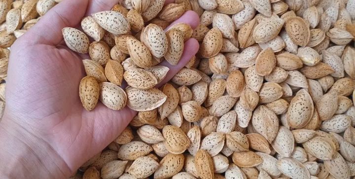 بادام منقا مرغوب خرید به صرفه 3