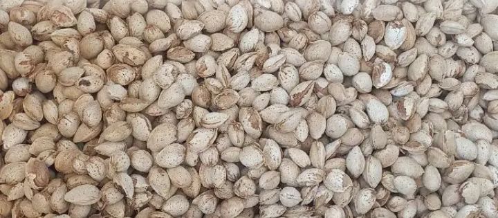 بادام منقا مرغوب خرید به صرفه 2