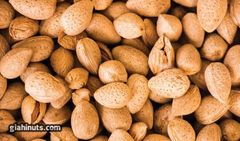 بادام ربعی مرغوب خرید به صرفه