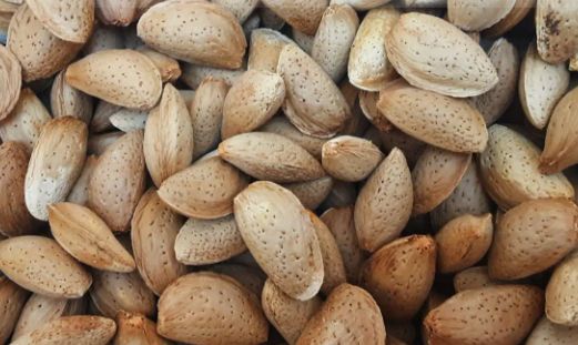 بادام ربعی مرغوب خرید به صرفه 3