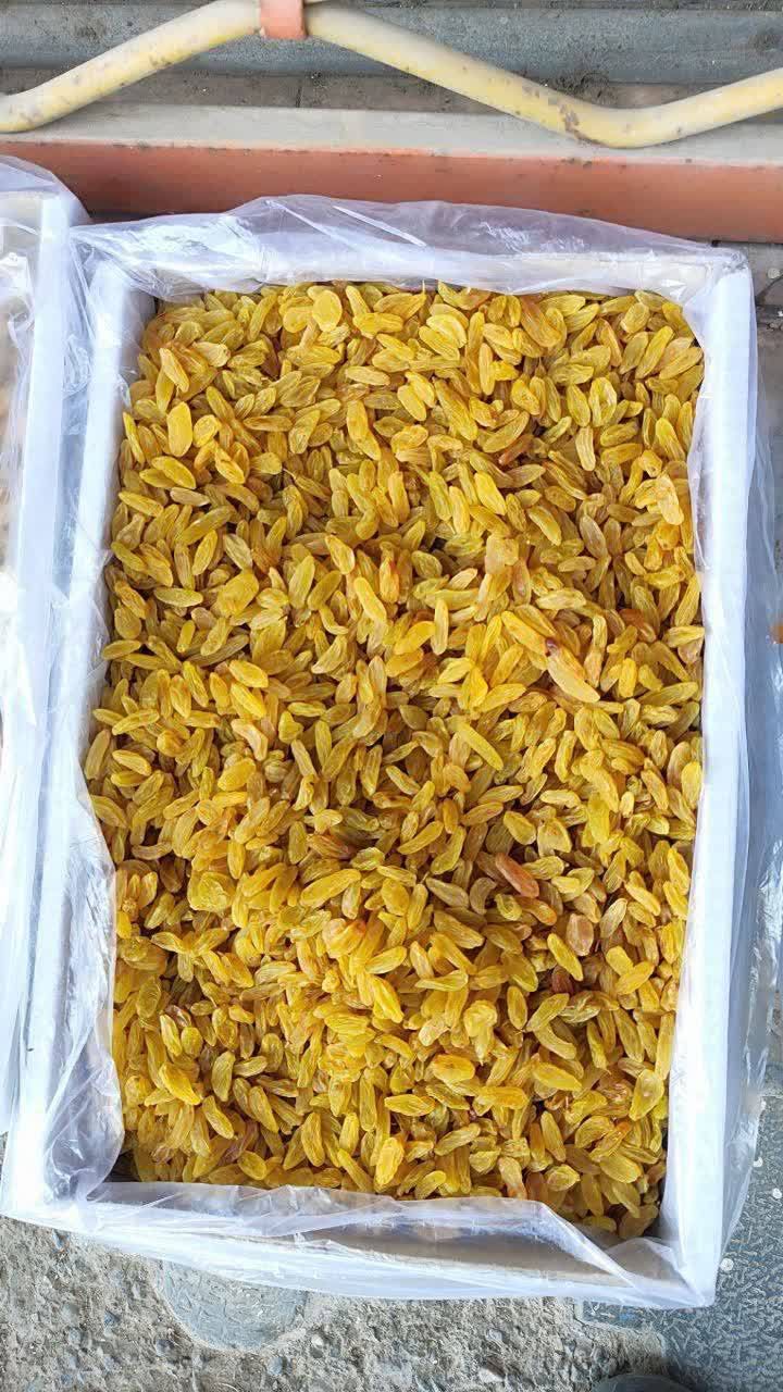 فروش عمده کشمش زرد قلمی کاشمر