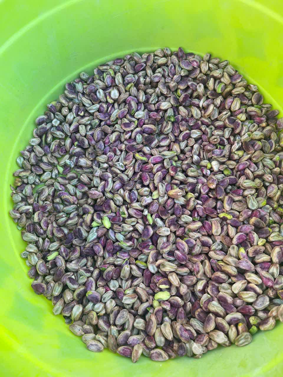 خرید و فروش مغز پسته احمدآقایی گلدار باشرایط ویژه