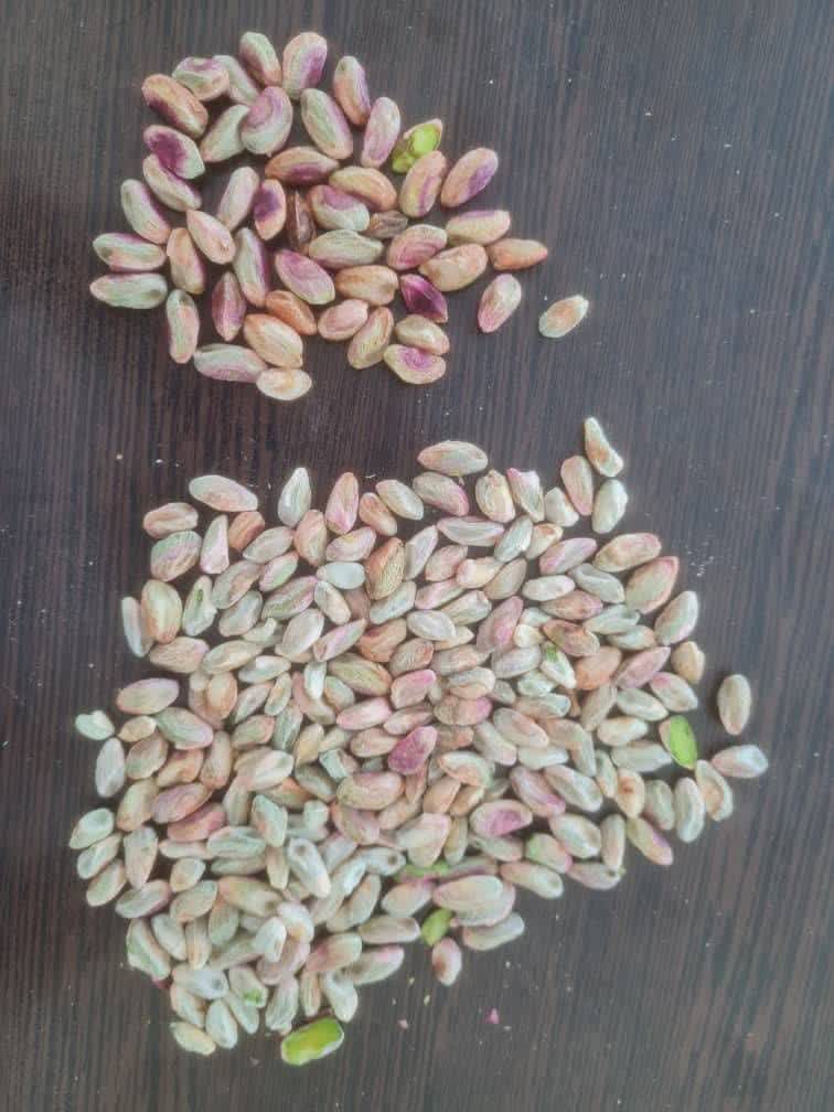 خرید و فروش مغز پسته احمدآقایی گلدار باشرایط ویژه 2