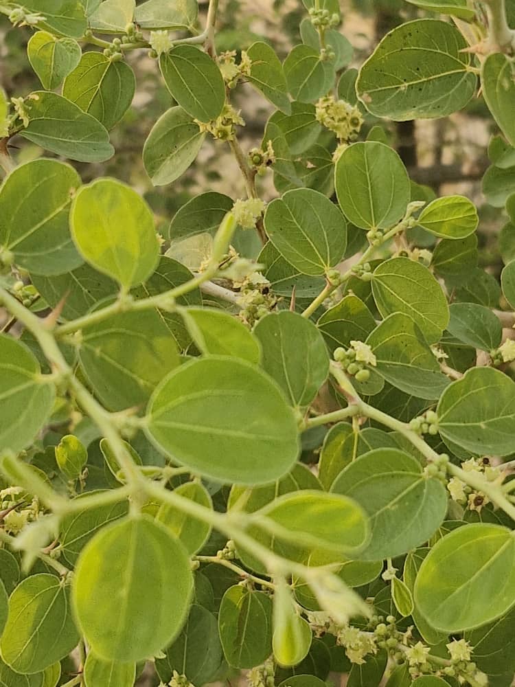 عسل کنار ، بهاره و گون 7