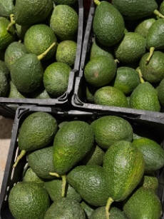 سفارش عمده آووکادو ایرانی برای مراکز توزیع و فروش 4