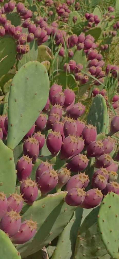 تأمین یکپارچه محصولات کشاورزی برای خریداران عمده 2