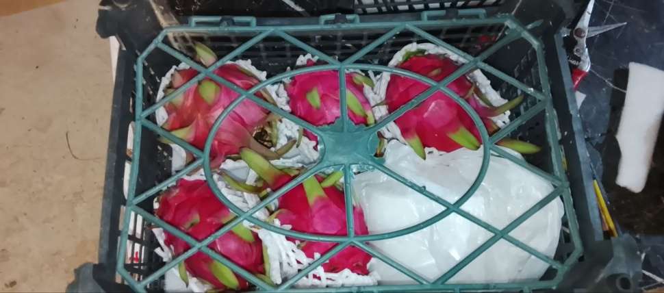 تأمین دراگون‌ فروت برای فروشگاه‌ های میوه‌ های خاص 5