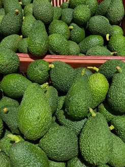 تأمین آووکادو ایرانی برای سفارش‌های عمده و بازارهای تخصصی 3