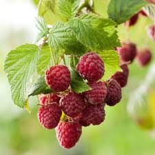 تأمین و فروش عمده کنسانتره تمشک 5