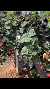 تأمین و فروش عمده کنسانتره تمشک 2