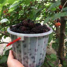 تأمین و فروش عمده کنسانتره شاه‌توت 2