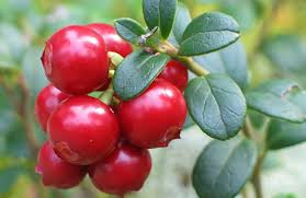 تأمین و فروش عمده کنسانتره کرنبری (Cranberry) توت قرمز ترش مزه ، زغال اخته