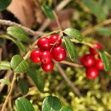 تأمین و فروش عمده کنسانتره کرنبری (Cranberry) توت قرمز ترش مزه ، زغال اخته 5