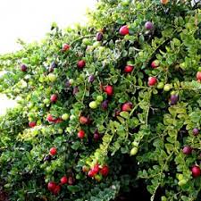 تأمین و فروش عمده کنسانتره کرنبری (Cranberry) توت قرمز ترش مزه ، زغال اخته 3