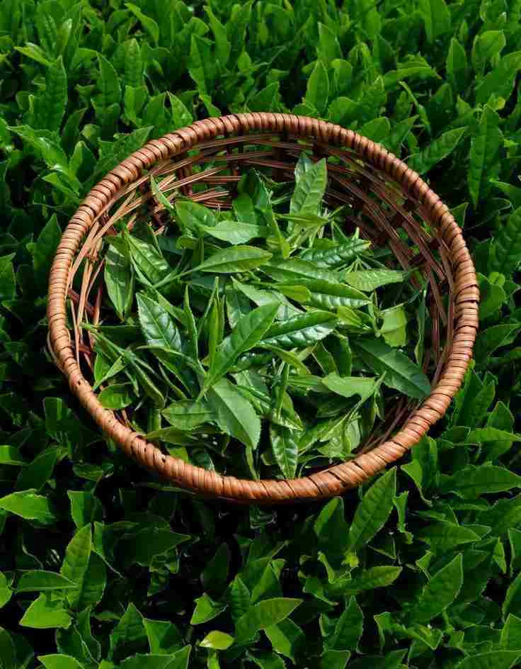 تضمین کیفیت در فروش عمده چای لاهیجان فله 2