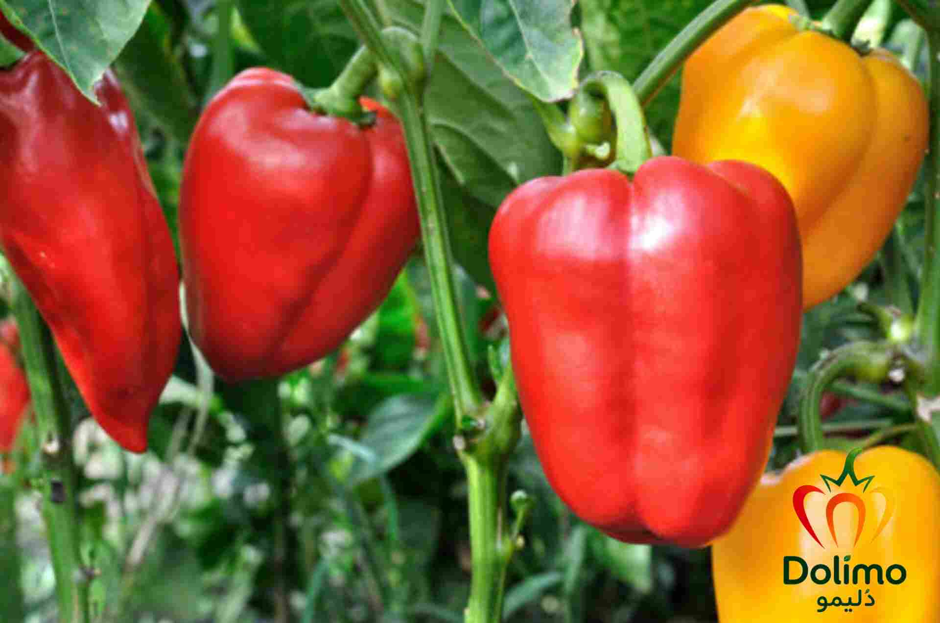 خرید فلفل دلمه‌ای سوپر سورت با رنگ شفاف و سایزبندی منظم 4