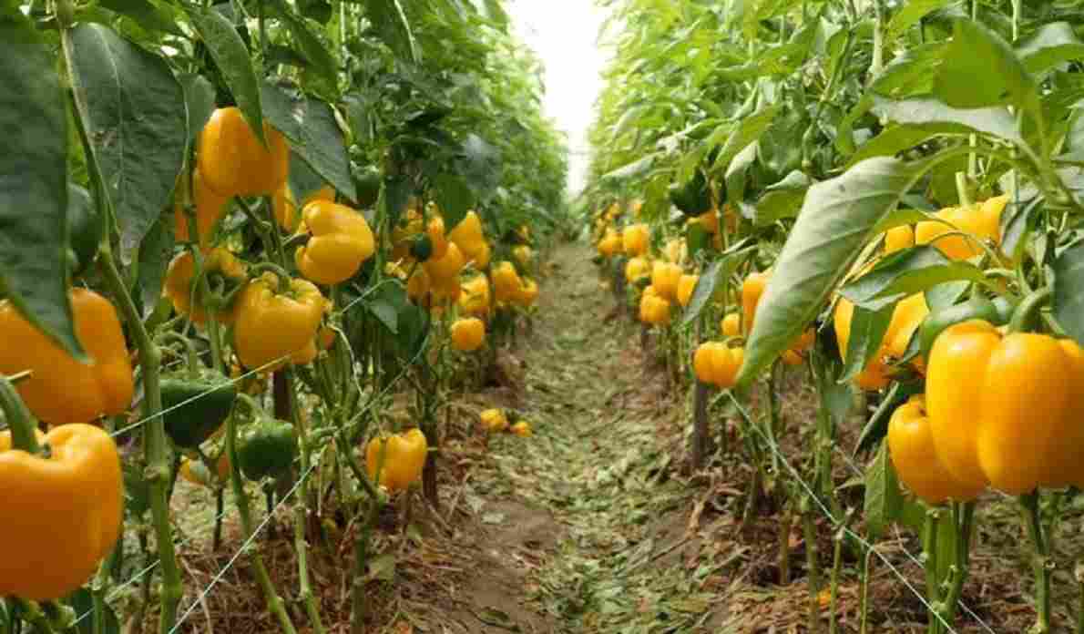 خرید عمده فلفل دلمه‌ای رنگی صادراتی؛ تأمین مستقیم از گلخانه 4