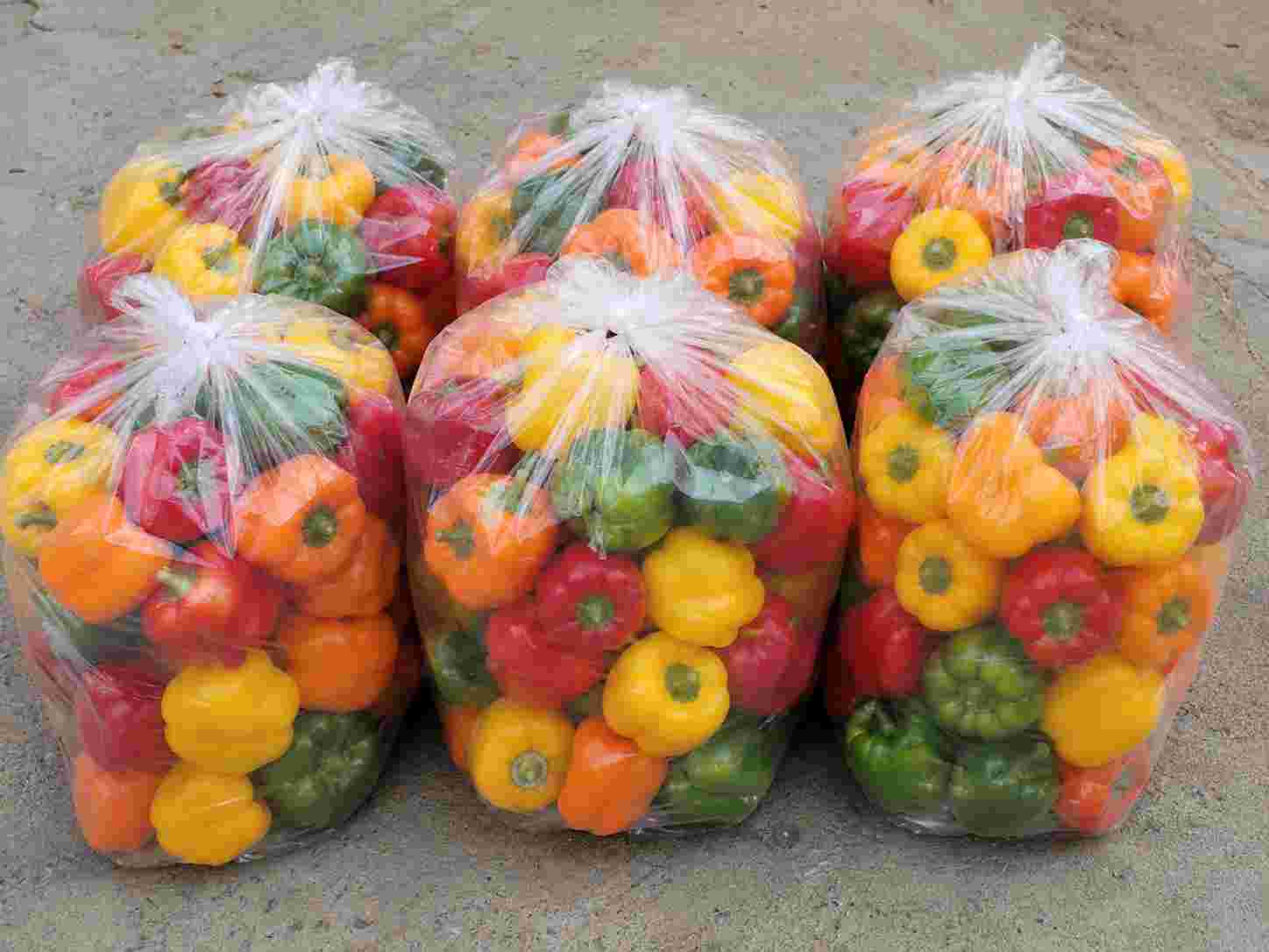 فروش عمده فلفل دلمهای درجه یک از تولیدکننده استان اصفهان