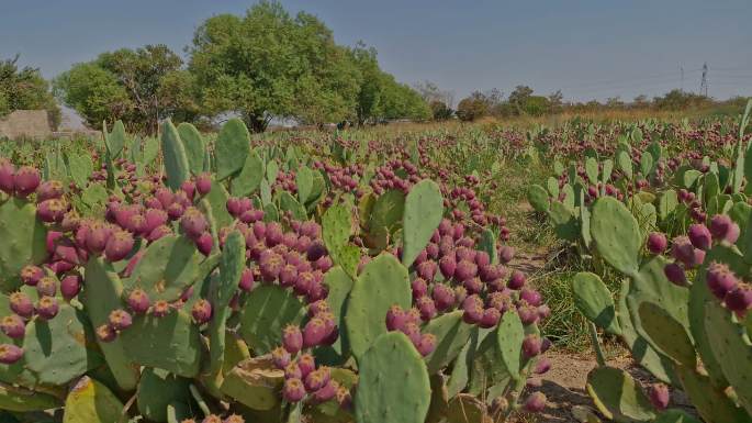 سفارش قلمه کاکتوس هموفیسا برای توسعه کشت