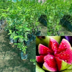 تأمین نهال میوه برای باغداران و مجریان پروژه‌های کشاورزی 6