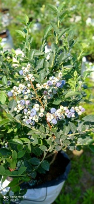 خرید عمده نهال بلوبری؛ تأمین مستقیم نهال برای باغداران و سرمایه‌گذاران 4