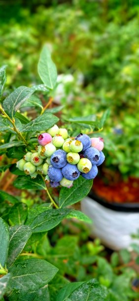 خرید عمده نهال بلوبری؛ تأمین مستقیم نهال برای باغداران و سرمایه‌گذاران 6