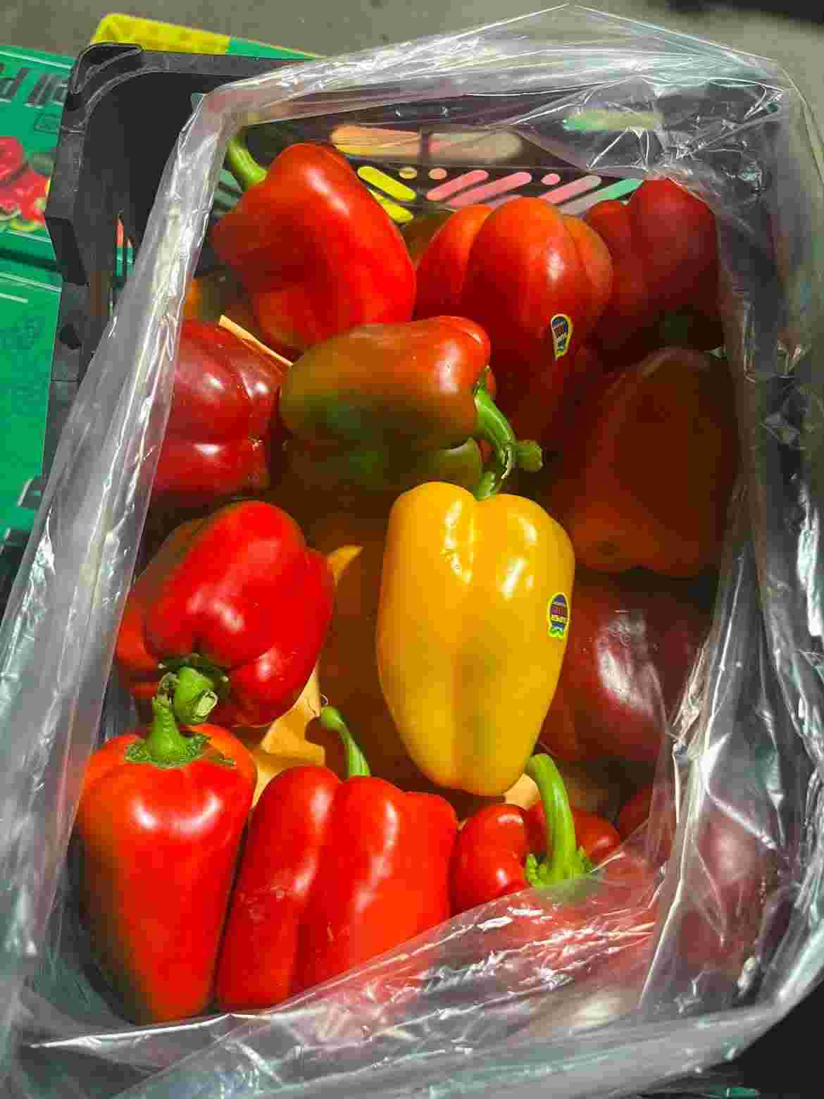 تأمین مستقیم فلفل دلمه‌ای رنگی از گلخانه برای خریداران عمده 2