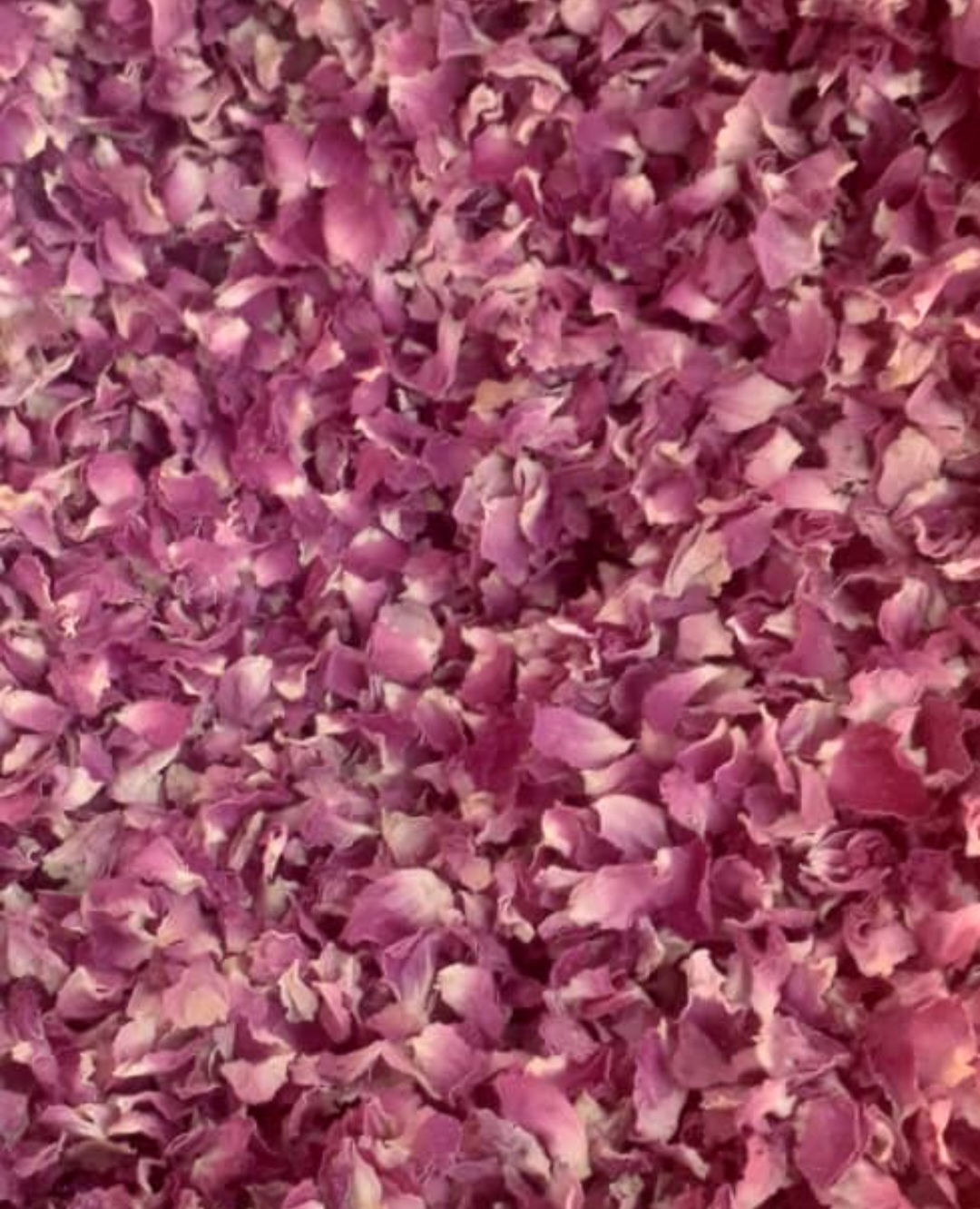 خرید عمده پرگل محمدی برای عطاری ها