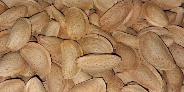 بادام مامایی مرغوب خرید به صرفه