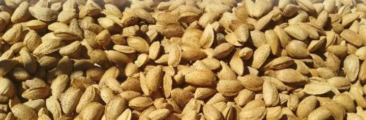 بادام مامایی مرغوب خرید به صرفه 2