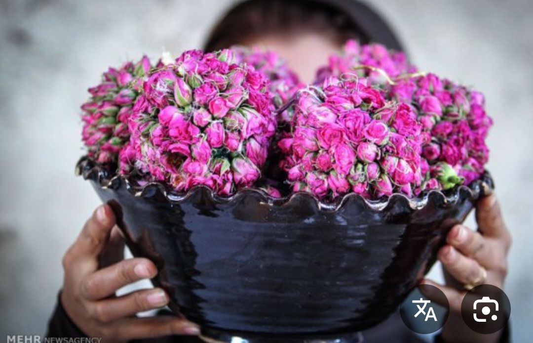 قیمت روز غنچه گل محمدی و شرایط خرید عمده