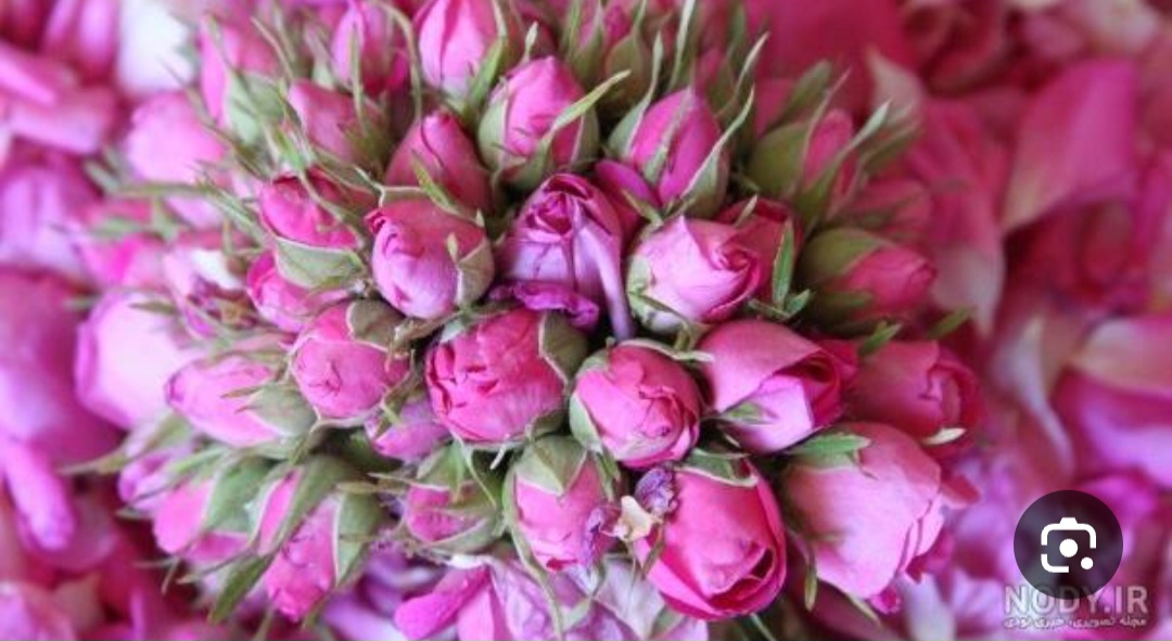خرید بدون از واسطه غنچه گل محمدی دارابی