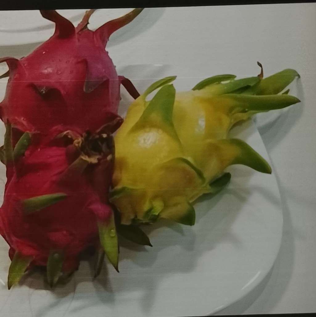 پخش کننده اصلی دراگون فروت برای خریداران عمده 5
