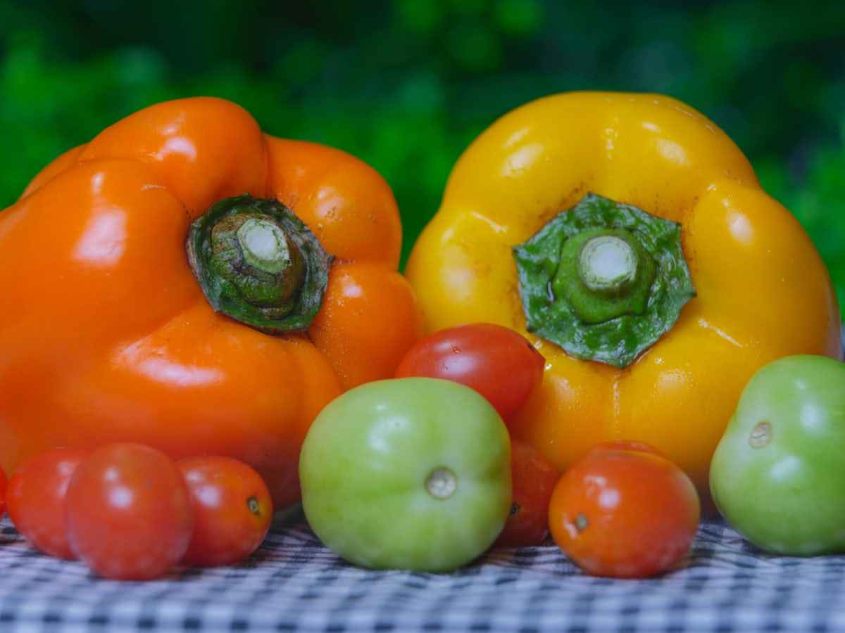 فلفل دلمه ای صادراتی اصفهان؛ بررسی کیفیت و شرایط خرید 4