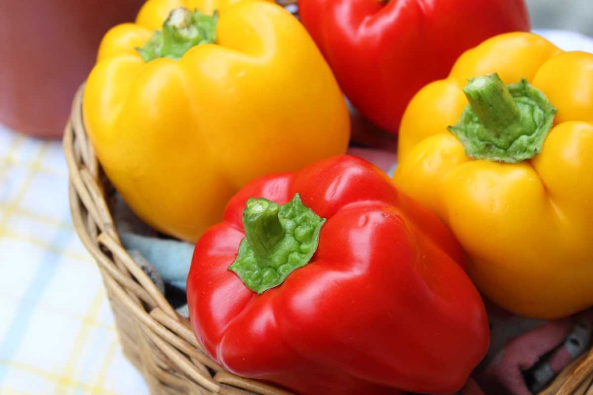 قیمت روز فلفل دلمه ای رنگی گلخانه ای 5