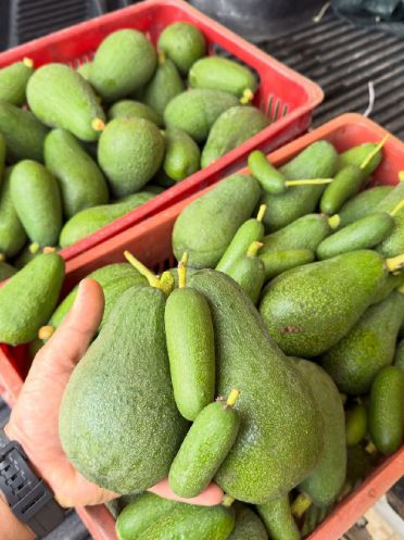 پخش عمده آووکادو ۳۰۰ گرمی ایرانی برای بازار سراسر کشور 2