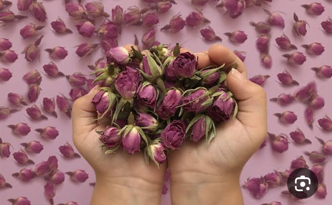 قیمت ویژه گل محمدی اصل و تازه