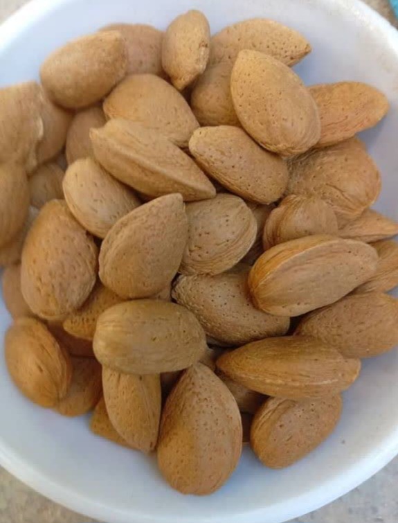 بادام درختی شهر کرد مستقیم از باغدار