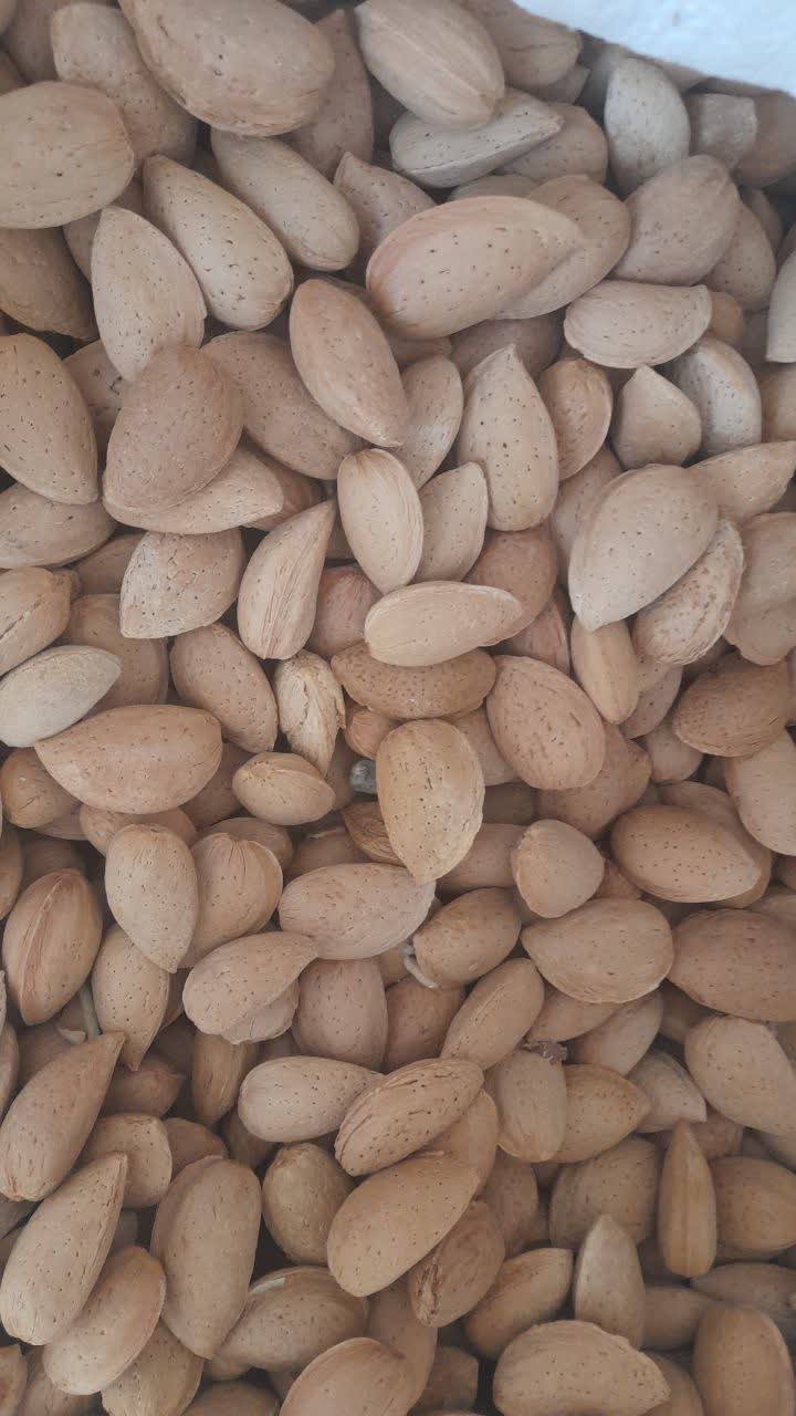 بادام درختی شهر کرد مستقیم از باغدار 2