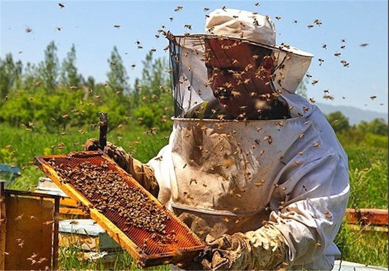 طبیعت بکر، پوشش گیاهی غنی، عسل اصیل،امضای کوهستانهای آذربایجان غربی وکردستان