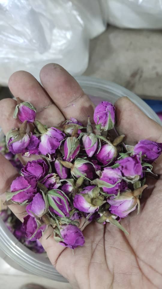 خرید اینترنتی غنچه گل محمدی با ارسال سریع